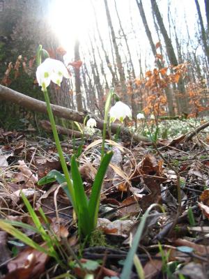 ...Leucojum vernum (Amaryllisgewächs)...